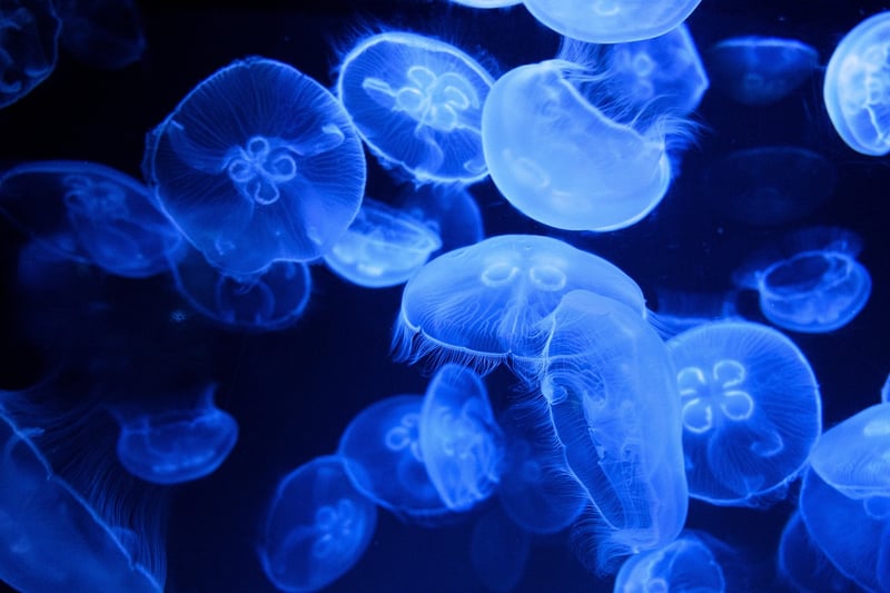 Mystic aquatic realms